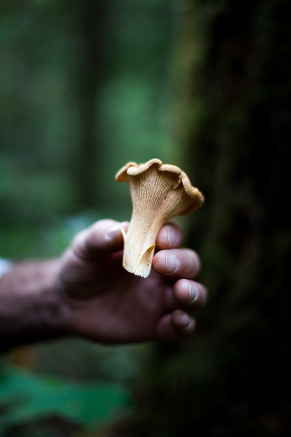 a hand holding a chanterelle mushroom in the woods.