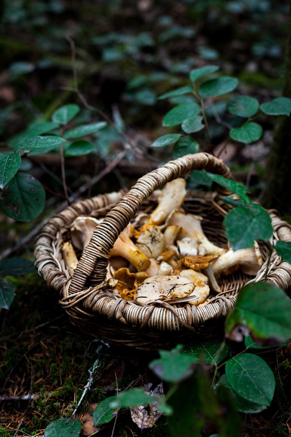 a basket of chanterelle mushrooms on the forest floor.