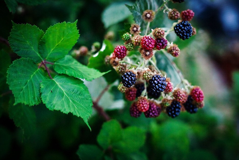 wild blackberries on a blackberry bush.