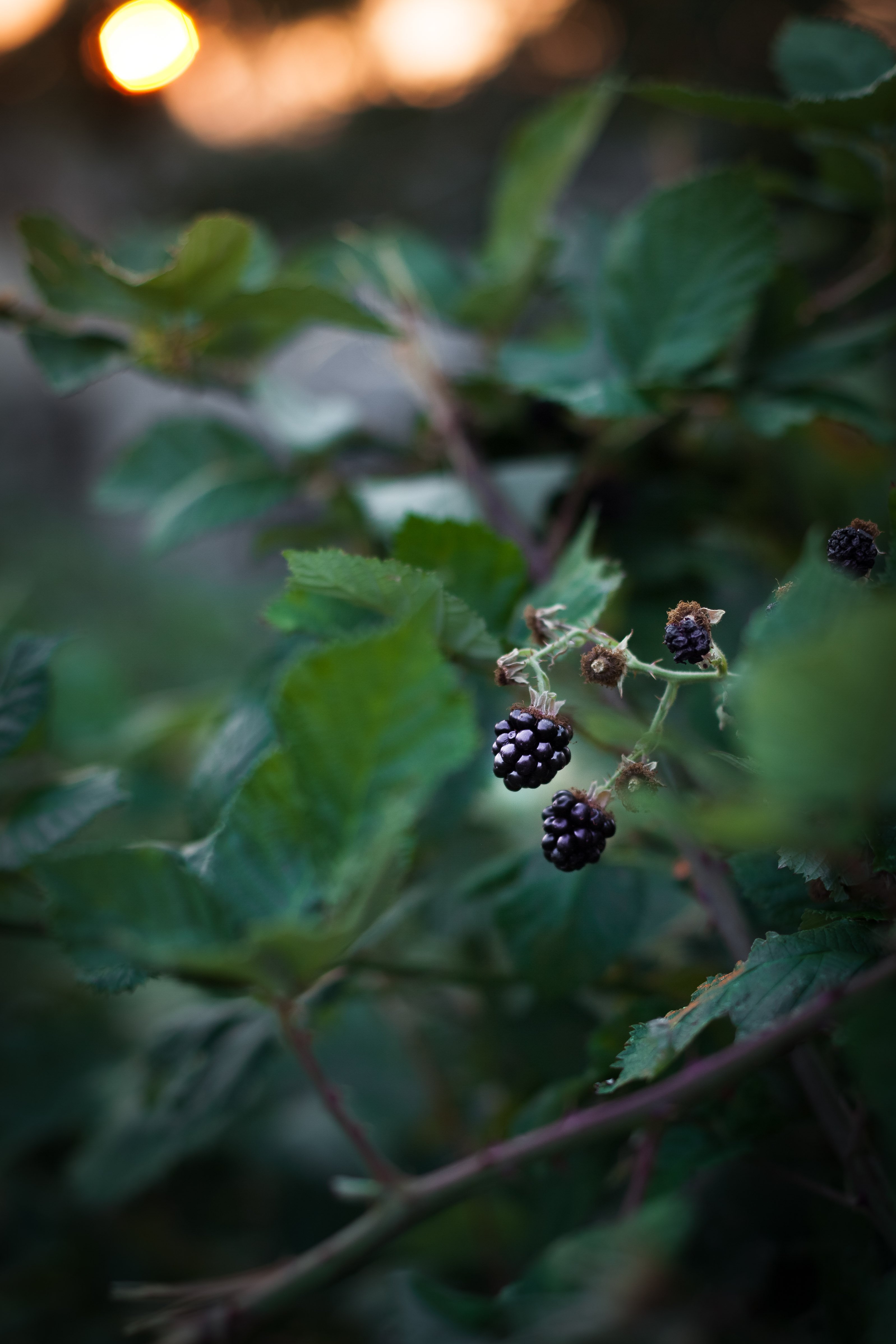 wild blackberries on the vine in evening light.