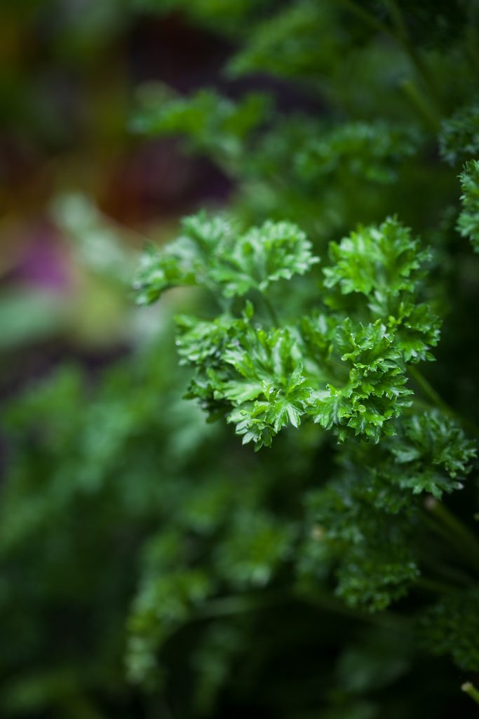 closeup macro image of fresh parsley in the garden.