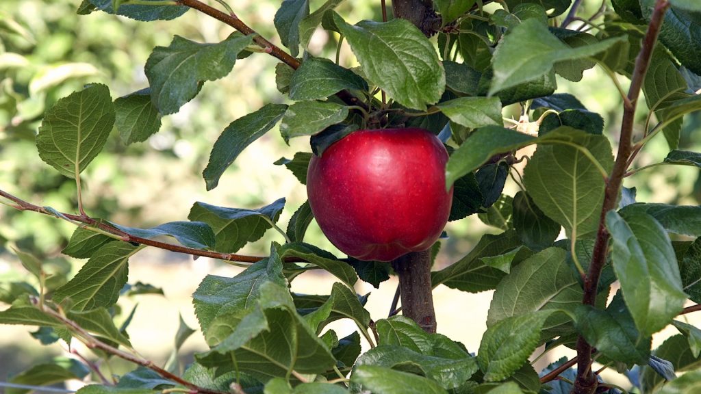 a close up of a red apple on the tree.
