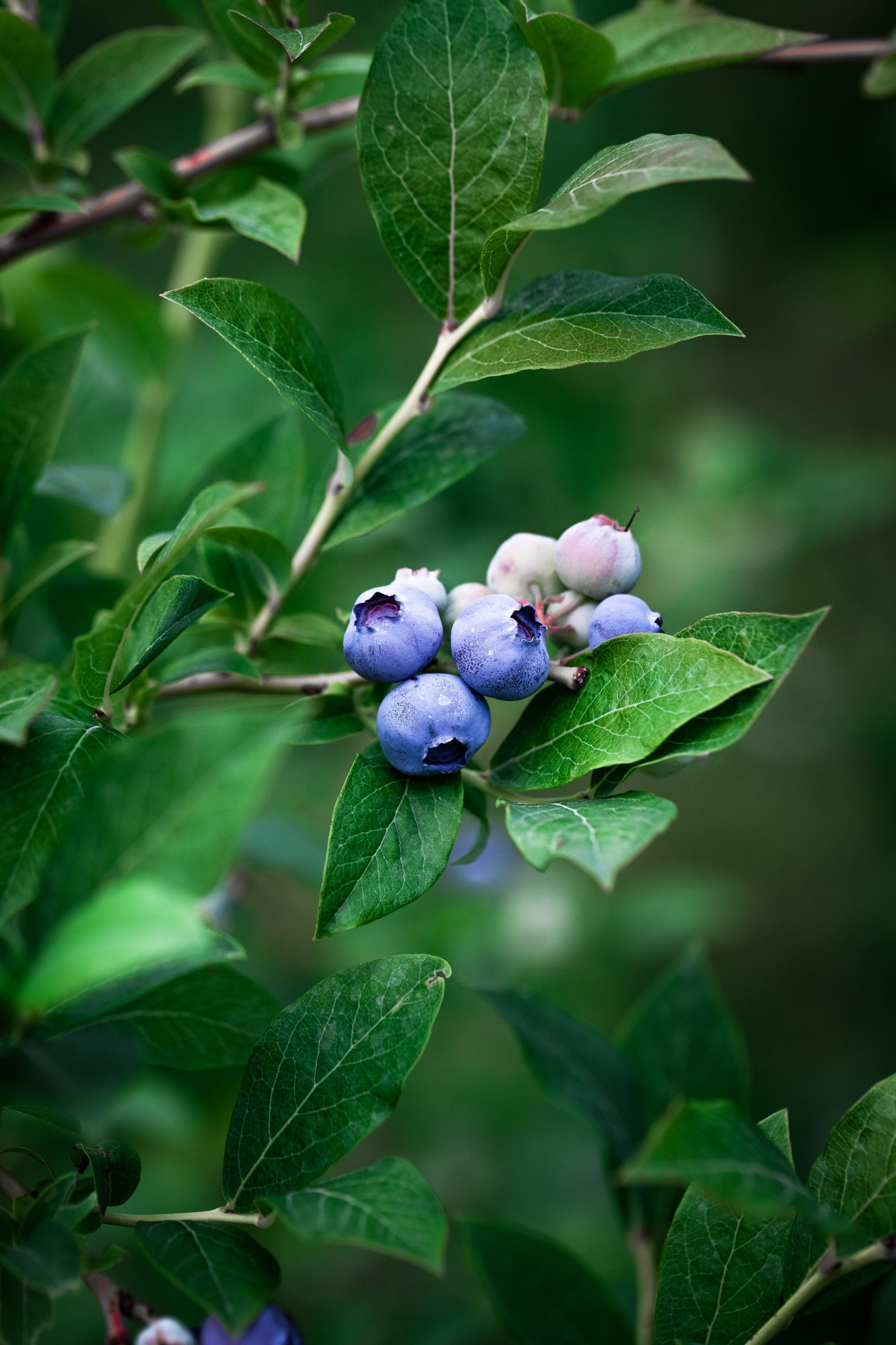 blueberries on a blueberry plant.