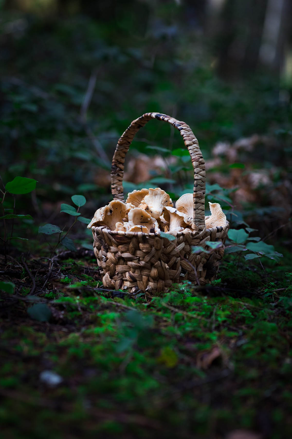 Chanterelle mushrooms in a basket in the woods.
