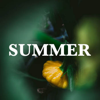 Yellow pattypan squash with text overlay 'summer'.