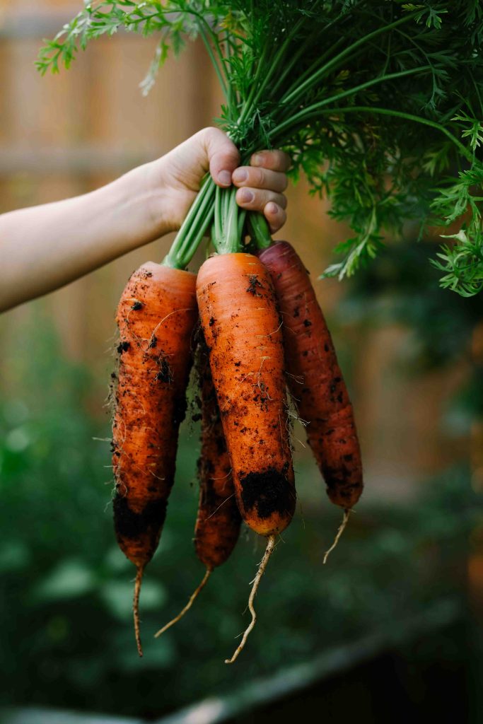 a child's hand holding a bunch of carrots covered in soil.