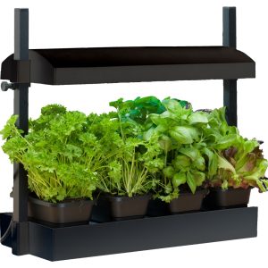 a growlight system with herbs in it.