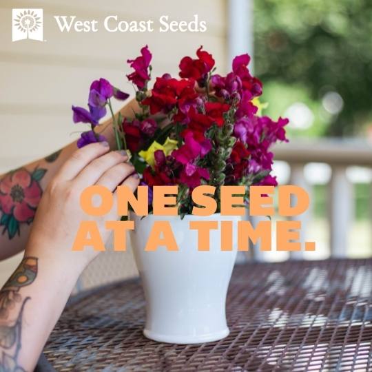 a hand with a vase of sweet peas with text overlay "one seed at a time"